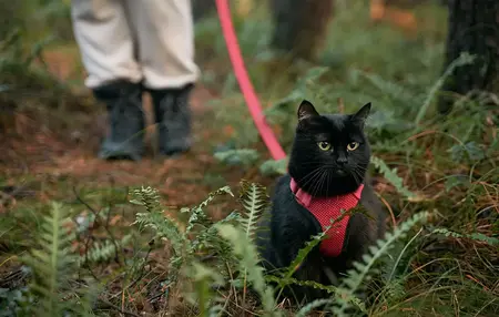 How to Train Your Cat to Walk on a Leash